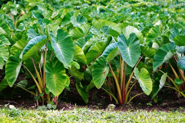 Plantación de taro.
