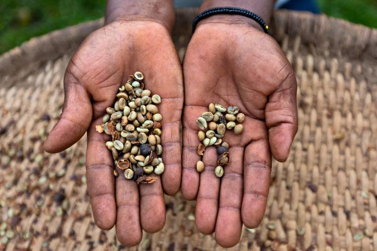 Granos de café en Uganda, recién recolectados.
