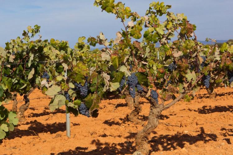 Viñedo cerca de Valencia.
