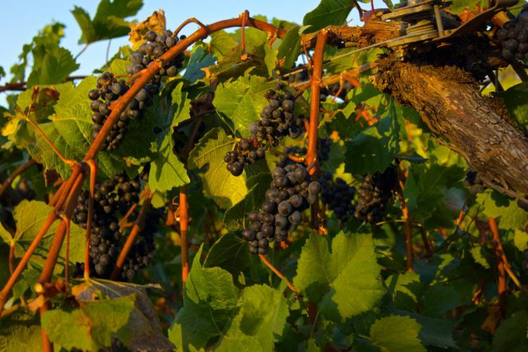 Uvas tintas de Oregón.
