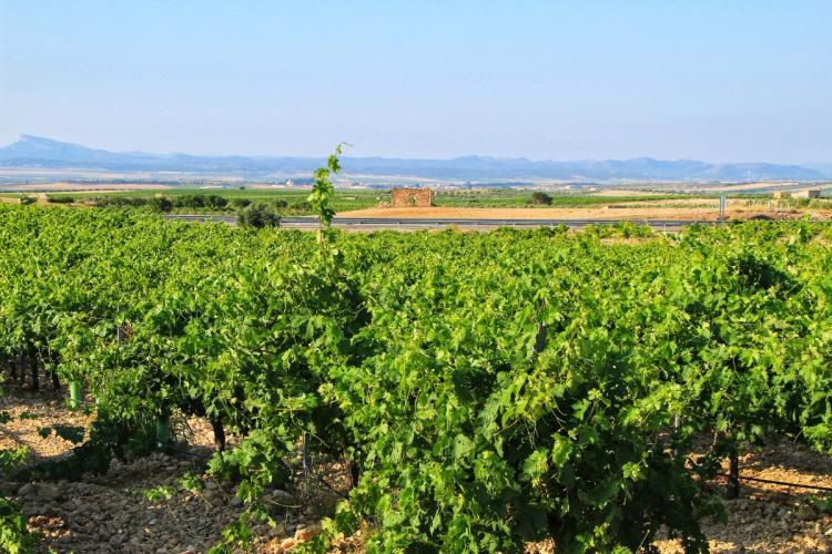 Un viñedo en Jumilla