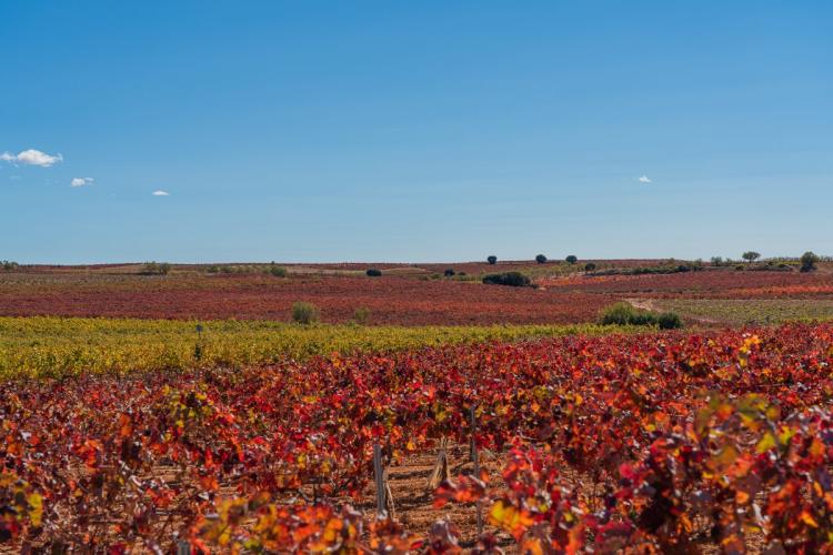 Viñedos valencianos en otoño.