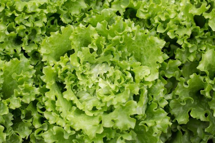 Lechuga batavia.