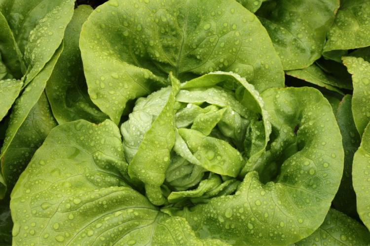 Lechuga bibb.