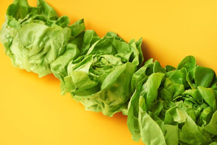 Lechuga trocadero.