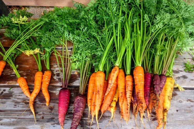 Zanahorias frescas con hojas.