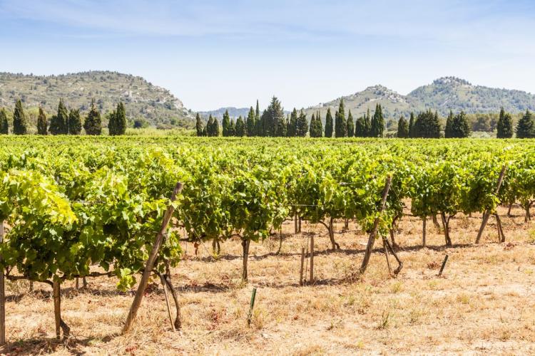 Viñedo en la Provenza, Francia.