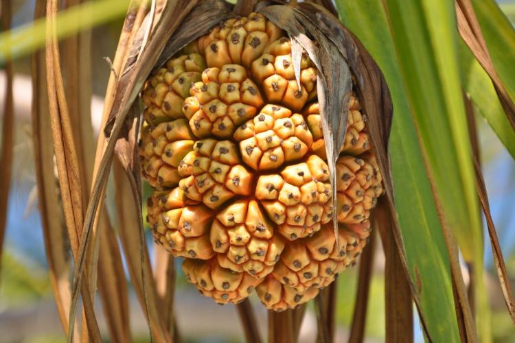 Pandanus, un fruto típico del las Islas Maldivas.