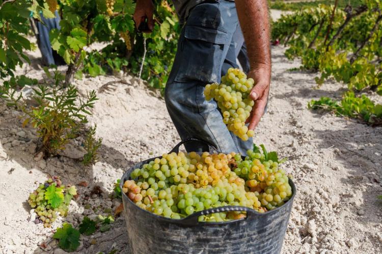 Vendimia, o cosecha, de uvas Palomino en Jerez.