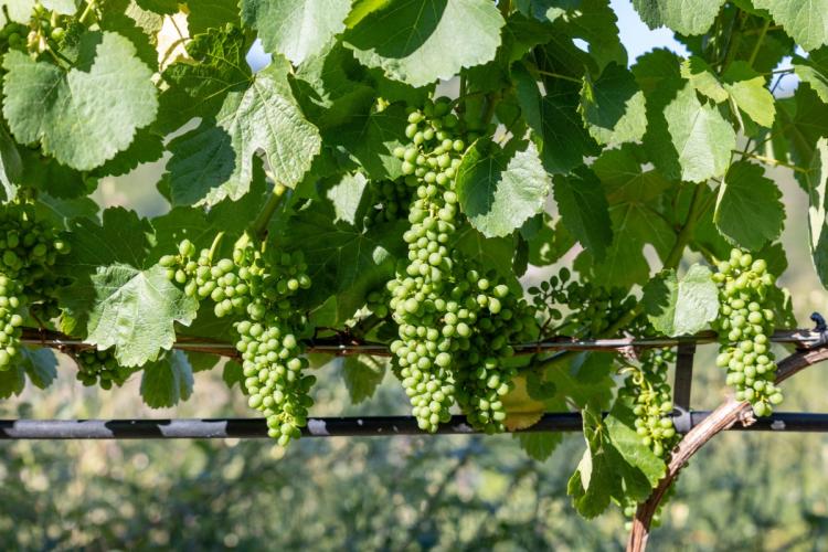 Uvas Godello en la comarca de Valdeorras.