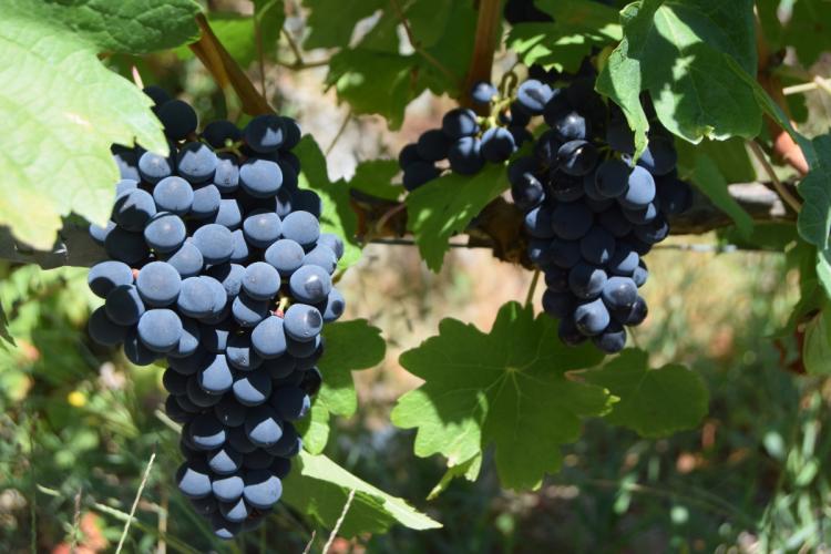 Uvas tintas gallegas, Mencía.