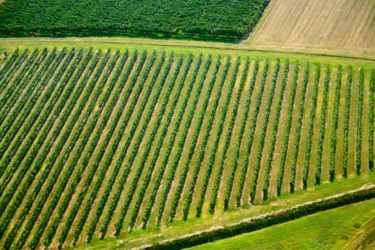 Vista de un viñedo en la región vinícola de la Emilia-Romaña.