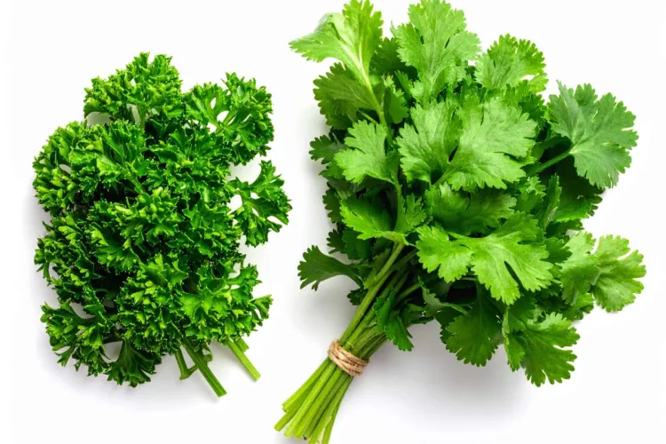 Perejil rizado y cilantro frescos.