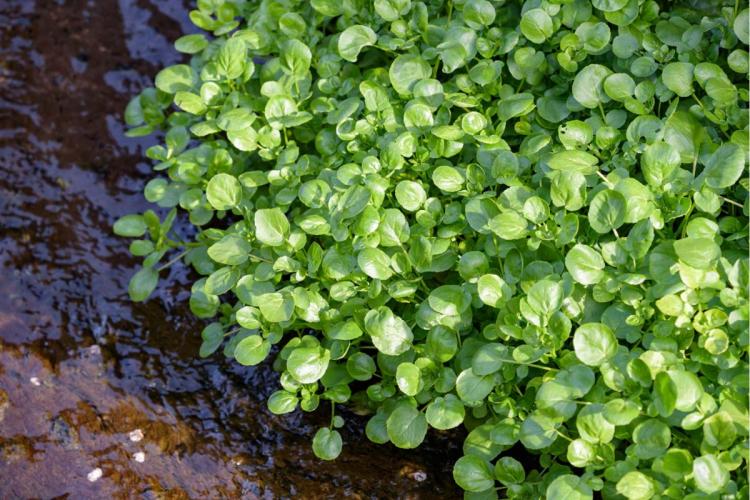 Berros silvestres creciendo a la vera de un arroyo.