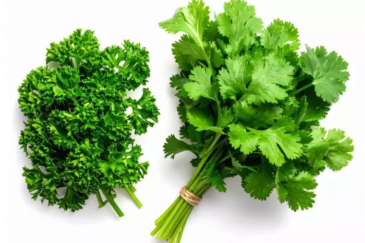 Hojas de perejil rizado al lado de un ramillete de cilantro fresco - imagen sintética.