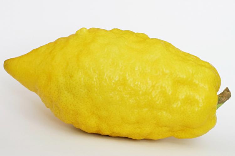Primer plano de un etrog o cidro amarillo, de forma alargada y piel gruesa y rugosa, fotografiado sobre un fondo blanco.