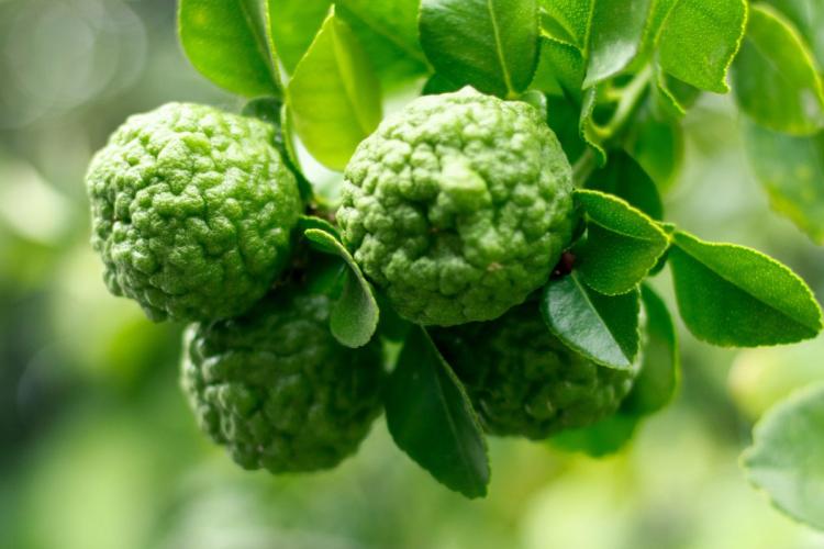Limas makrut verdes con piel rugosa creciendo en una rama.