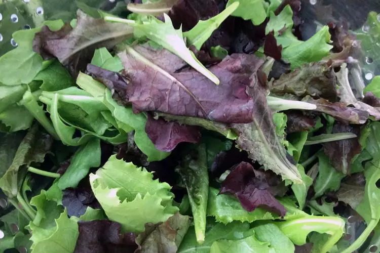 Hojas variadas para ensalada.
