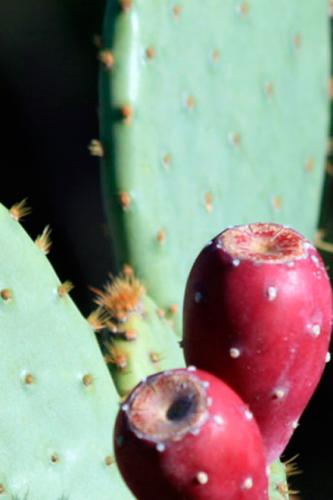 Palas y fruto del nopal, o chumbera.