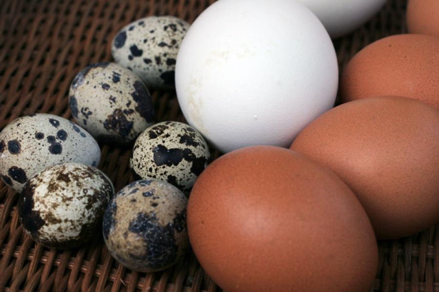 Huevos de pato, gallina y codorniz.