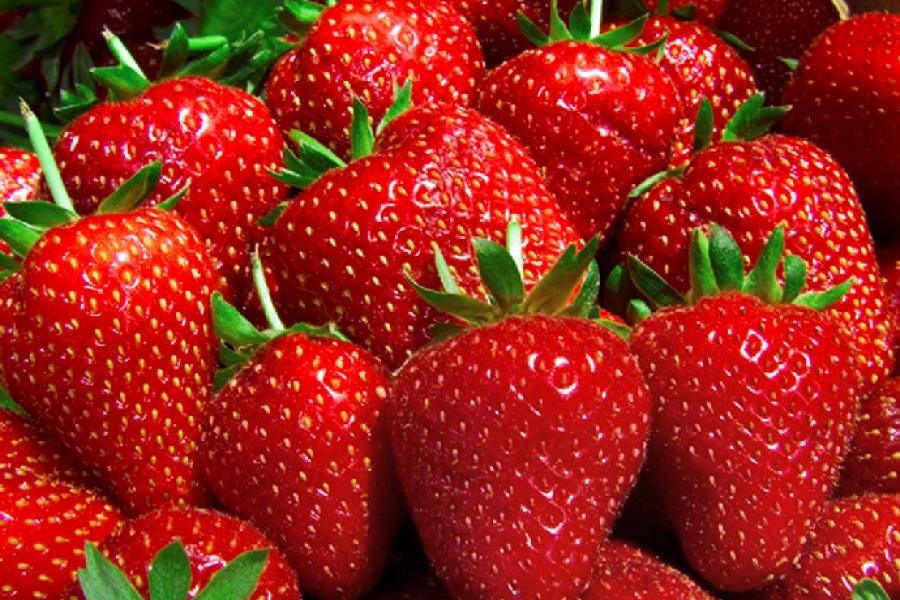 Fresas recién cogidas.