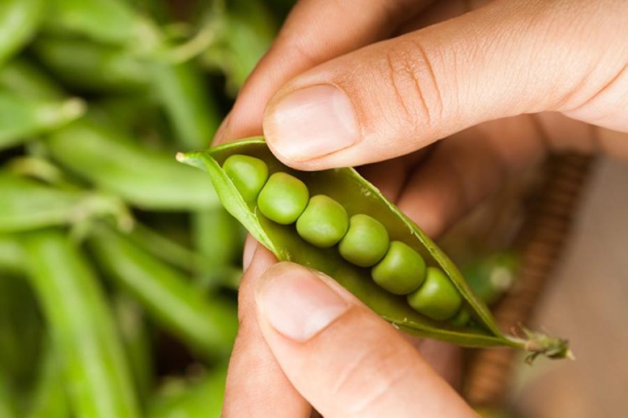 Guisantes en su vaina.