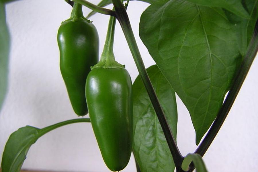 Chiles jalapeños madurando.