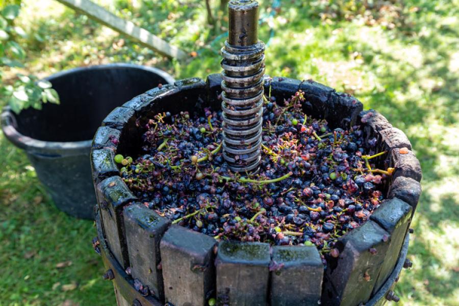 Prensando uvas para obtener el mosto.