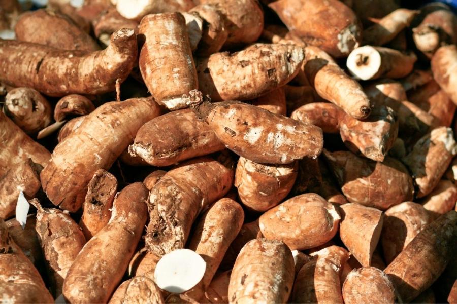 Raíces tuberosas de mandioca.