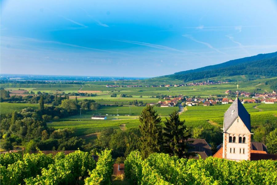 Viñedo en la Alsacia, Francia.