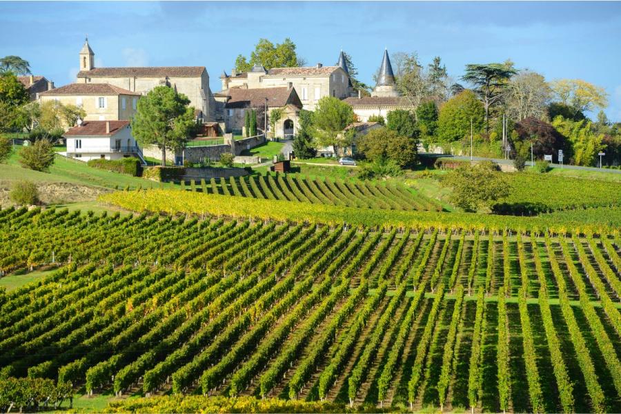 Viñedo en Saint Emillion, región de Burdeos.