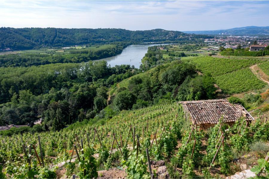 Viñedo en la región del Ródano, Francia.