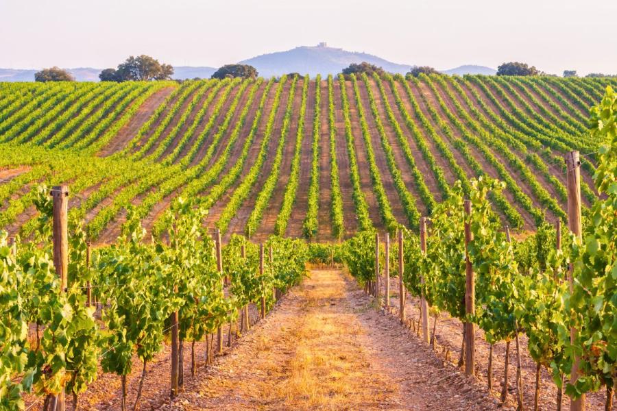 Un viñedo en la región del Alentejo.