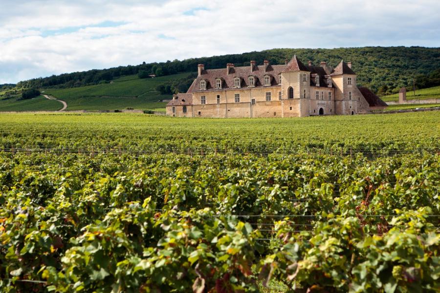 Chateu y viñedo típicos en Francia.