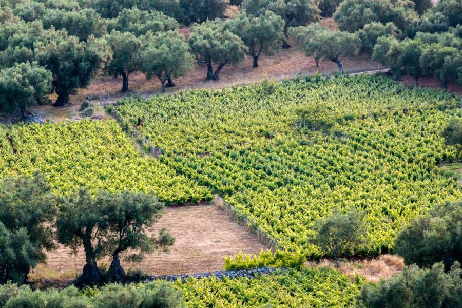 Un viñedo griego con olivos al lado de la zona plantada con viñas.