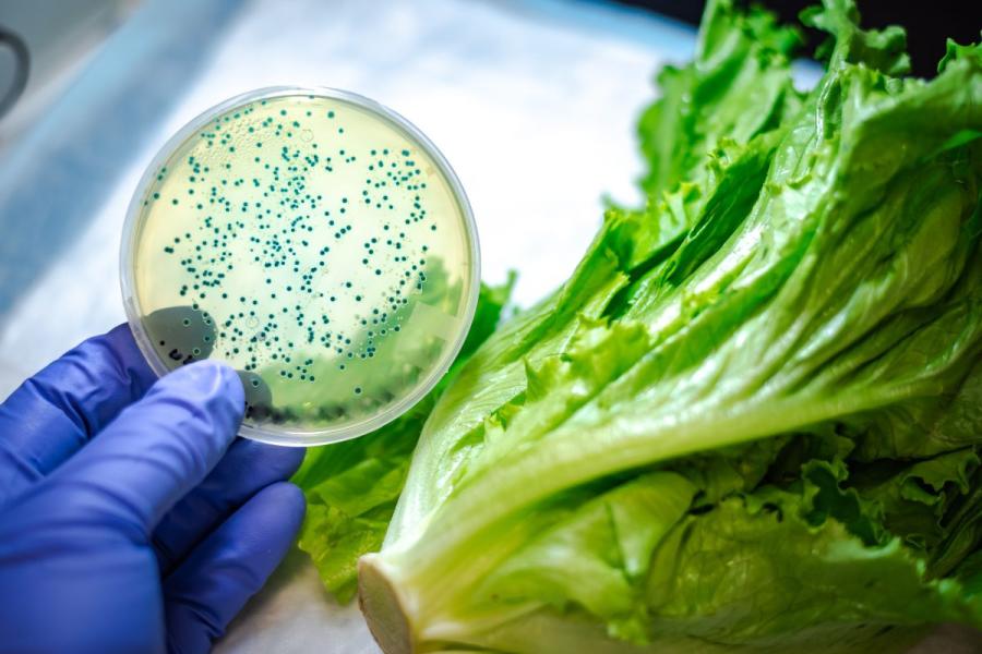 Una lechuga contaminada puede ser la causa de una enfermedad.