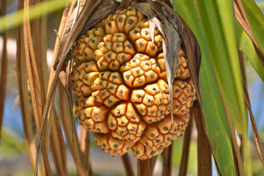 Pandanus, un fruto típico del las Islas Maldivas.