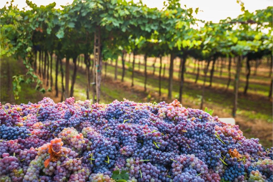 Un momento de la recogida de las uvas en la Toscana italiana.