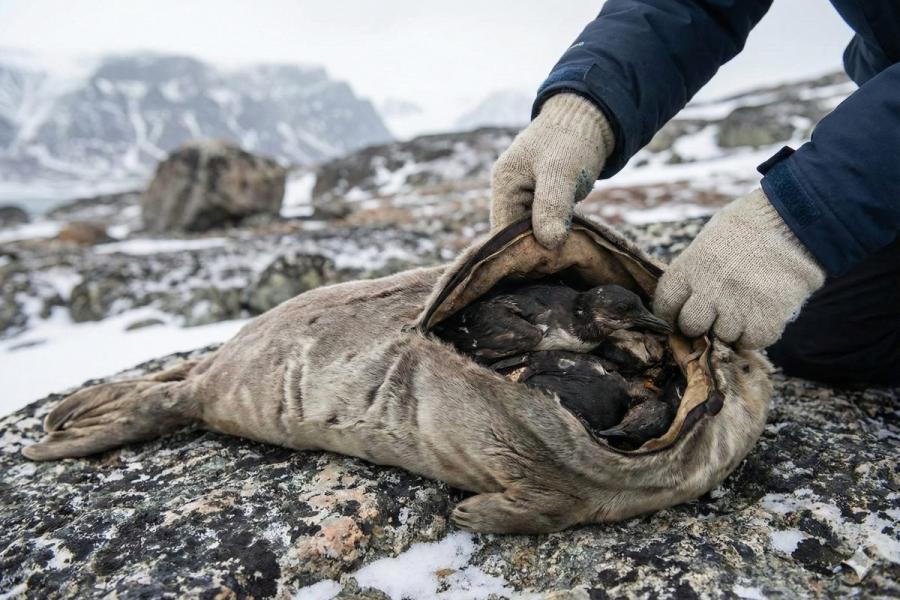 Kiviac, pájaros pequeños fermentados dentro de una piel de foca - imagen generada por IA.
