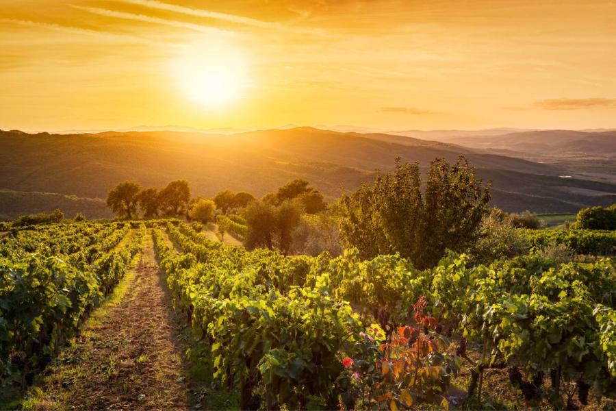 Vista de un viñedo en la Toscana al atardecer, hora dorada.