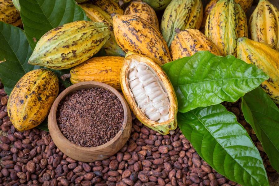 Mazorcas de cacao amarillas y verdes con una mazorca abierta que muestra la pulpa blanca, rodeadas de granos secos y un cuenco con fragmentos de cacao.