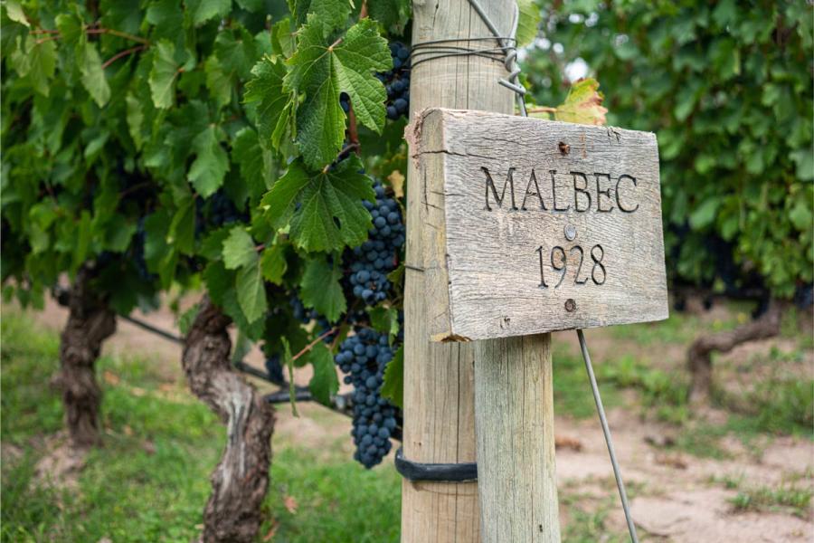 Cartel de madera con la inscripción “Malbec 1928” en un viñedo con racimos de uvas Malbec.