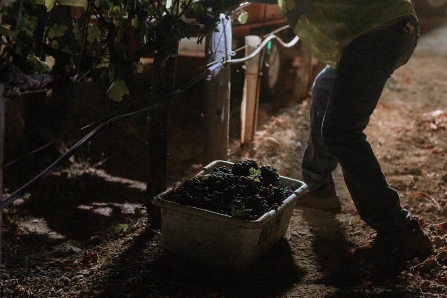 Vendimiador recogiendo racimos de uva tinta durante la noche, con una caja llena de uvas recién cortadas junto a las cepas, iluminada con luz artificial.