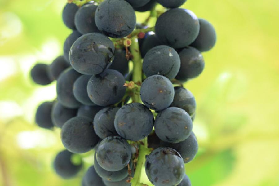 Uvas tintas maduras.