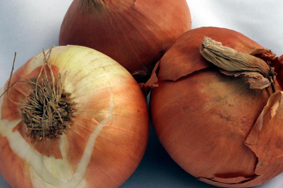 Cebollas amarillas.