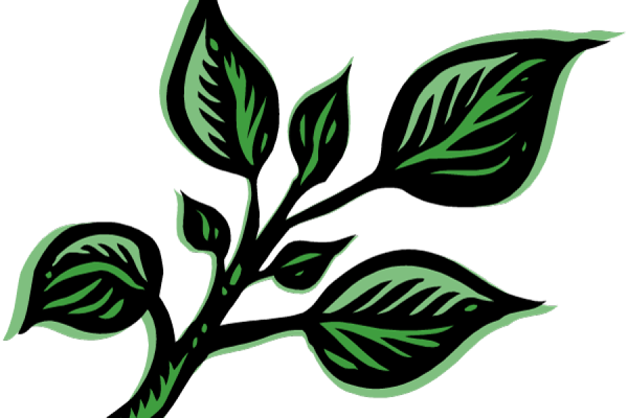 Albahaca.