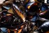 Mejillones recién cocidos.