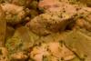 Pollo al ají verde.