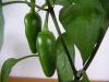 Chiles jalapeños madurando.