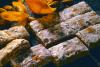 Galletas de Basilea o Basler leckerli.